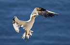 Northern Gannet