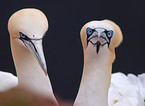 two northern gannets