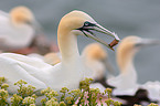 northern gannet