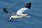 Northern Gannet