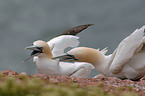 Northern Gannet