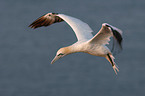 northern gannet