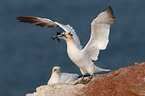 northern gannet