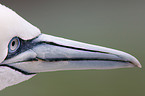 northern gannet