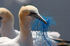 northern gannet