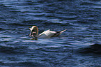 northern gannet