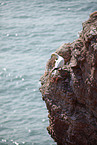 gannet