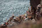 gannet