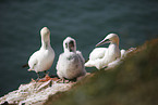 gannet