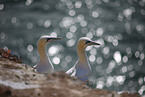 gannet