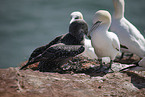 gannet