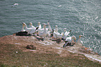 gannet