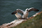 gannet