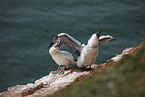 gannet