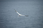 gannet