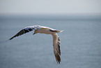 gannet