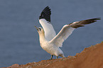 northern gannet