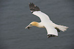 northern gannet