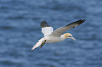 northern gannet