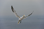 northern gannet