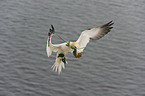 northern gannet