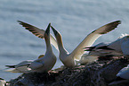 northern gannets