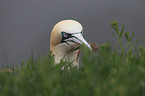 northern gannet