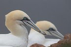 northern gannets