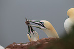 northern gannets