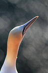 northern gannet