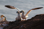 northern gannets