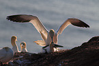 northern gannets