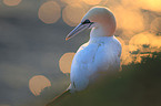 northern gannet