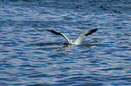 northern gannet