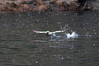 northern gannet