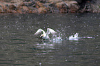 northern gannet