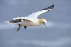 northern gannet