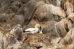 northern gannet