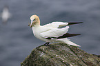 northern gannet