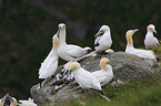 northern gannet