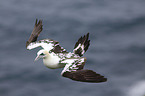 northern gannet