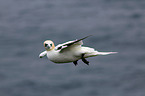 northern gannet