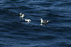 great black-backed gull and northern gannet