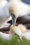 northern gannets