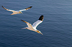 northern gannets