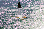 northern gannet