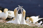 northern gannets