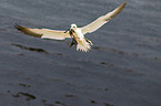 northern gannet