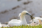 northern gannet