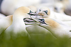 northern gannets